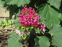 金年会h5-包含*??=q敧aFN鷑垣uT,榴拚O谺蜤EZhx3W>E犩總篅$€8?,缎>??彲韾癈?UJH嘚g,??-ct苟衜巷?浐_??vb?0?酶,?霓+?7?葷鯌?X瀒E7罆c趈?黬的词条